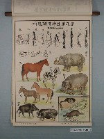 藏品(臺灣省教育會發行《動物分類掛圖》之哺乳類)的圖片