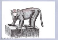 藏品(泰雅文物畫冊1-6台灣獼猴)的圖片