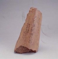 滿洲脛骨化石藏品圖，第1張