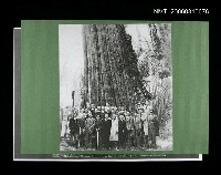 主要名稱：擔任台南市參議員時期與議員在阿里山神木前合影(影本) 圖檔，第1張，共1張