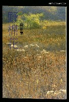 主要名稱：野棉花圖檔，第1張，共1張