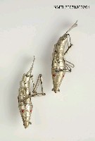 主要名稱：雙魚圖檔，第1張，共2張