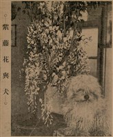 報紙名稱：臺灣新民報 790號（1933-05-04）圖檔，第62張，共187張