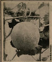 報紙名稱：臺灣新民報 811號圖檔，第64張，共194張