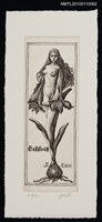 主要名稱：藏書票—『四つの時の扉』より花冠（Corolla from Four Doors of the Time）圖檔，第1張，共3張
