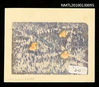 主要名稱：藏書票—寒蘭（Orchid/Kanran）圖檔，第3張，共3張