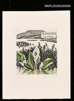 主要名稱：藏書票—水芭蕉圖檔，第1張，共1張