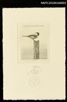 主要名稱：藏書票—樹幹上的鳥圖檔，第1張，共1張