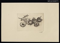 主要名稱：版畫—石榴圖檔，第1張，共1張