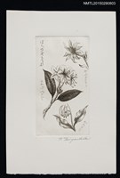 主要名稱：藏書票—花圖檔，第1張，共1張