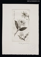 主要名稱：藏書票—花/劃一題名：芥舟．原野賢吉藏書票集圖檔，第1張，共1張