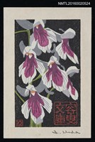 主要名稱：藏書票—羽蝶蘭 /劃一題名：蘭 シリーズ • 5圖檔，第1張，共1張