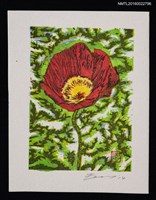 主要名稱：藏書票—アイスランドポピー（冰島罌粟）圖檔，第1張，共1張
