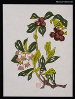 主要名稱：藏書票—褐色花果圖檔，第1張，共1張