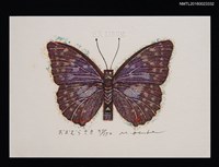 主要名稱：藏書票—おおむらさき（大紫蛺蝶）圖檔，第1張，共1張