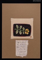 主要名稱：藏書票—キンシバイ（金絲梅）圖檔，第1張，共1張
