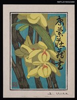 主要名稱：藏書票—蘭シリーズ • 4／石斛圖檔，第1張，共1張