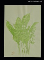 主要名稱：綠色鈴蘭/劃一題名：第24回世界書票會議（1992．札幌）圖檔，第1張，共1張