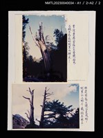 主要標題：巨樹––地球上最長壽的生物/報紙名稱：兒童日報圖檔，第2張，共2張