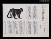 主要名稱：流落異鄉的台灣獼猴（影本）/叢書名(號)：台英世界親子圖畫書第二輯圖檔，第1張，共1張