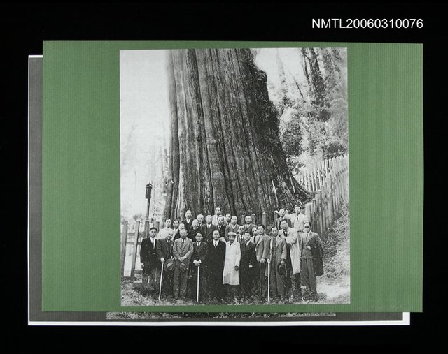 主要名稱：擔任台南市參議員時期與議員在阿里山神木前合影(影本) 圖檔，第1張，共1張
