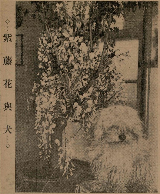 報紙名稱：臺灣新民報 790號（1933-05-04）圖檔，第62張，共187張