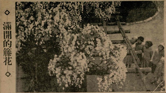 報紙名稱：臺灣新民報 798號圖檔，第62張，共173張