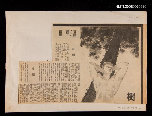 主要標題：樹/報紙名稱：自由日報 晨鐘版圖檔，第1張，共1張