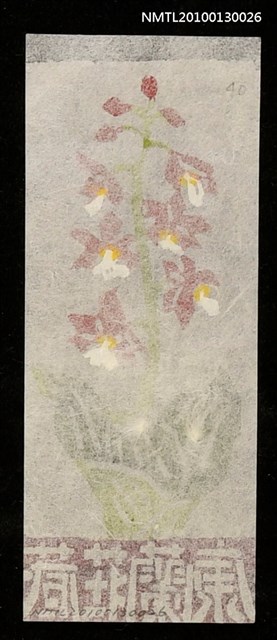 主要名稱：藏書票—海老根／吾八書房（Orchid/Ebine）圖檔，第3張，共3張