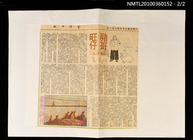 主要標題：「田莊人」之二—豬哥旺仔/報紙名稱：臺灣日報圖檔，第2張，共2張