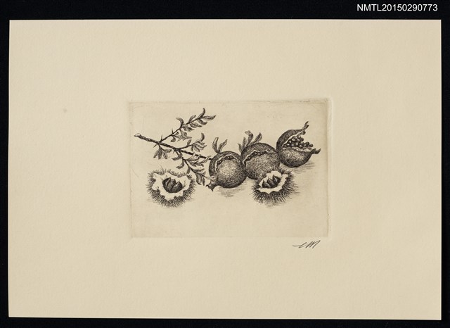 主要名稱：版畫—石榴圖檔，第1張，共1張