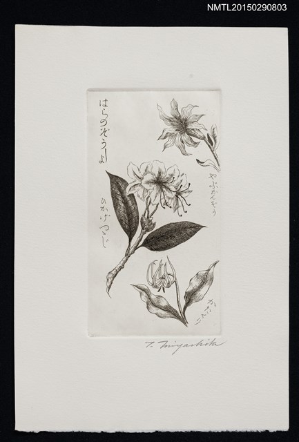 主要名稱：藏書票—花圖檔，第1張，共1張