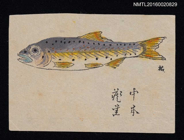 主要名稱：藏書票—鮭魚圖檔，第1張，共1張