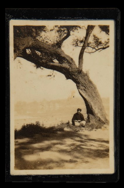 主要名稱：洪炎秋樹下讀書身影圖檔，第1張，共1張