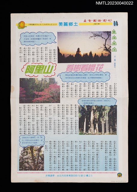 主要名稱：阿里山看樹看櫻花（拆頁）/期刊名稱：益智國語週刊57期圖檔，第1張，共1張