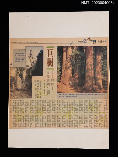 主要標題：巨樹––地球上最長壽的生物/報紙名稱：兒童日報圖檔，第1張，共2張