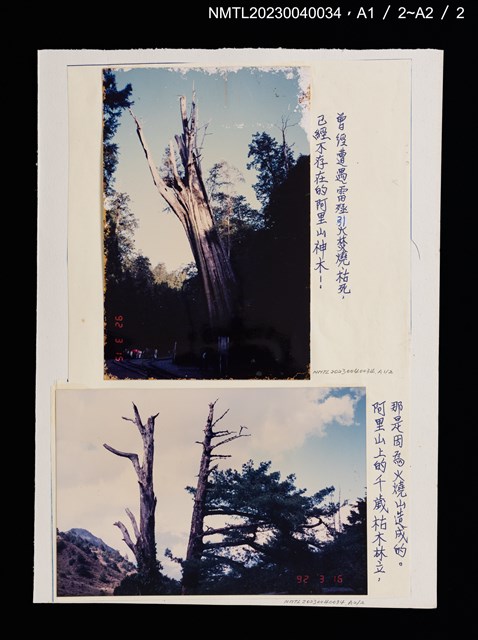 主要標題：巨樹––地球上最長壽的生物/報紙名稱：兒童日報圖檔，第2張，共2張