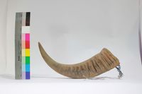 藏品(水牛角)的圖片