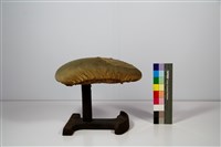 藏品(燙馬)的圖片