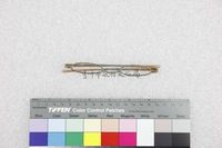 藏品(孟東籬-個人眼鏡)的圖片