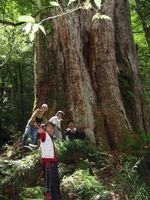 藏品(3-7 雪白山巨木(2003.7.30))的圖片