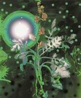 藏品(2010植物誌二，螢火銀葉菊)的圖片