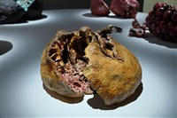 藏品(褶肉記—生機之域，柑橘剖視)的圖片