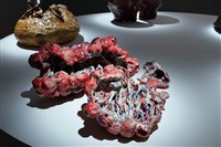 藏品(褶肉記—生機之域，覆盆莓)的圖片