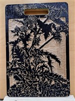 藏品(雞角刺)的圖片