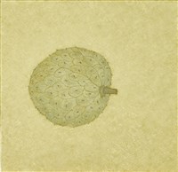 藏品(日常採集-阿那那)的圖片