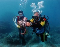 藏品(捕章記)的圖片