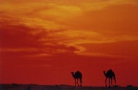 藏品(夫唱婦隨)的圖片