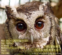 藏品(有時差的貓頭鷹)的圖片