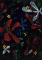 藏品(蝴蝶)的圖片